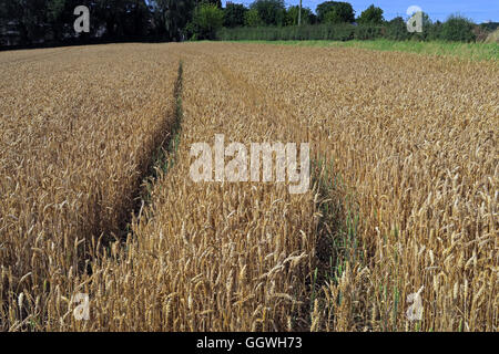 Wide shot of a Field of barley, ready for harvest, Preston on the Hill, Halton, Cheshire, North West England Stock Photo