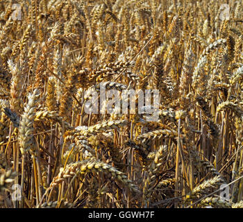 Close-up of a Field of barley, ready for harvest, Preston on the Hill, Halton, Cheshire, North West England Stock Photo