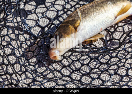 An Owens sucker fish (catostomus fumeiventris M) caught in ...
