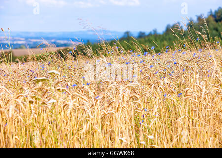 Field of Wheat and Cornflowers in Summer