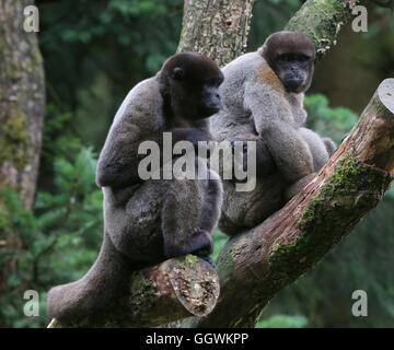 Family of South American Brown or Humboldt's woolly monkeys (Lagothrix lagotricha)  high up in a tree, facing the camera Stock Photo