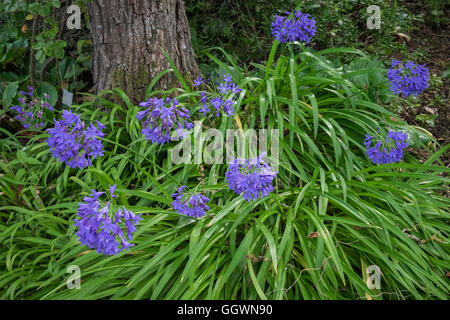 Agapanthus (African lily) summer-flowering perennial plants, grown for their showy flowers. Stock Photo