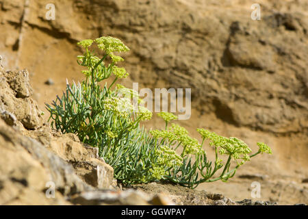 Rock samphire (Crithmum maritimum) plant on coast. An edible plant in the carrot family (Apiaceae), often known as sea fennel Stock Photo