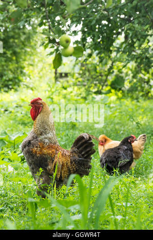 the photograph depicts a rooster walking in the garden Stock Photo