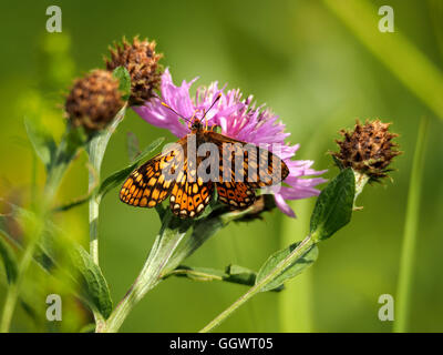 Marsh Fritillary butterfly feeding on nectar of Greater Knapweed (Centauria scabiosa) with green meadow background in Croatia Stock Photo