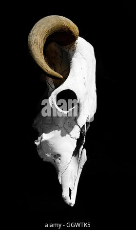 A ram's skull hangs in the sunlight at Ghost Ranch, New Mexico, onetime home of the artist Georgia O'Keeffe. Stock Photo