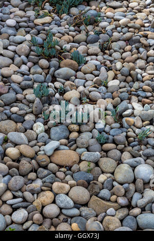 river rock, garden landscaping, Artesa Vineyards and Winery, Carneros region, Napa Valley, Napa County, California, United States Stock Photo