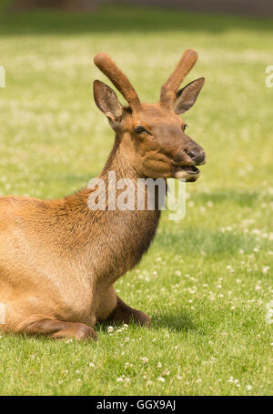 A young male elk lays down alone in the sunshine at Yellowstone Stock Photo