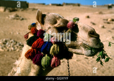 Camel decorated with tassels – offering rides to tourists at the pyramids complex in Giza – Egypt. Stock Photo