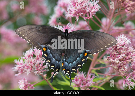 Dark form female Eastern Tiger Swallowtail butterfly (Papilio glaucus) nectaring on joe-pye weed flowers (Eutrochium sp.), Indiana, United States