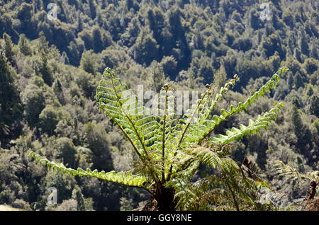 Tree fern, Bridge to Nowhere track,  North Island, New Zealand Stock Photo