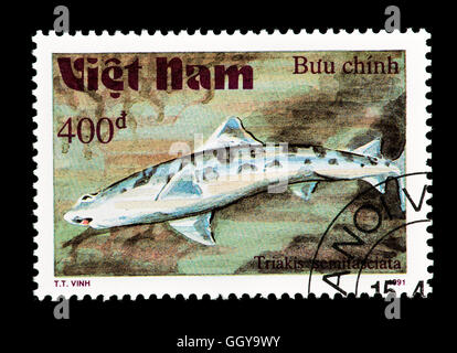 Postage stamp from Vietnam depicting leopard shark (Triakis semifasciata). Stock Photo