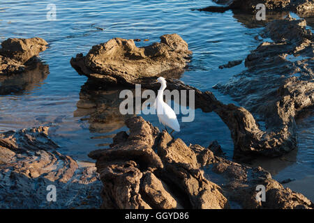 snowy egret in tide pool in Newport Beach California Stock Photo - Alamy