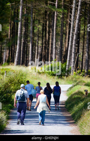 Walkers enjoying a summers walk through Newborough Warren Forest on the west coast of Anglesey, Wales, UK Stock Photo