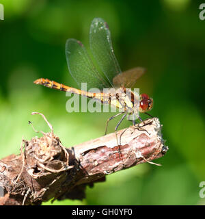 A beautiful Dragonfly with yellow, brown, black colors and large red eyes perched on a dead tree stump Stock Photo