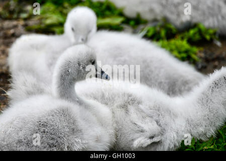 Black necked swan cygnus melanocoryphus bird young cygnets Stock Photo