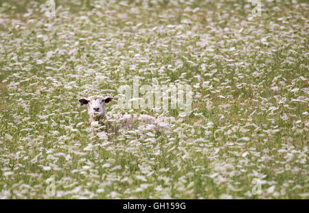 Elkton, Oregon, USA. 7th Aug, 2016. A female sheep, know as an ewe, relines in a pasture of Queen Anne's lace on a farm near Elkton in southwestern Oregon. © Robin Loznak/ZUMA Wire/Alamy Live News Stock Photo