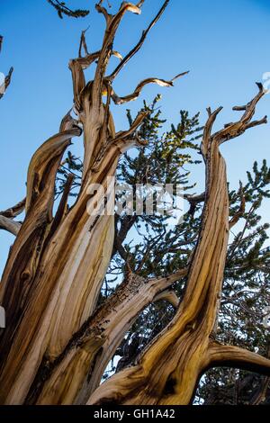Jun 14, 2014 - White Mountains, California, U.S. - The bark of a bristlecone pine at sunrise in the Bristlecone Pine Forest. The Ancient Bristlecone Pine Forest is home to the oldest trees in the world, Bristlecone Pines. Ecologically, the White Mountains are like the other ranges in the Basin and Range Province; they are dry, but the upper slopes from 9,200 to 11,500 ft hold open subalpine forests of Great Basin bristlecone pine. A bristlecone pine is one of three species of pine trees (family Pinaceae, genus Pinus, subsection Balfourianae). All three species are long-lived and highly resilie Stock Photo