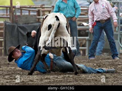 Vancouver, Vancouver. 7th Aug, 2016. A cowboy particates in steer wrestling during the 144th Chilliwack Fair in Chilliwack, suburb of Vancouver, Aug. 7, 2016. The 144th Chilliwack Fair concluded Sunday. The centerpiece of the one of Canada's longest running agricultral fairs was its rodeo that has been part of the fair for 51 years attracting cowboys and cowgirls from Western Canada and the United States to compete in traditional cowboy events. Credit:  Andrew Soong/Xinhua/Alamy Live News Stock Photo