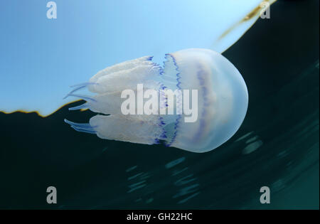 Barrel jellyfish, dustbin-lid jellyfish or frilly-mouthed jellyfish (Rhizostoma pulmo) swims beneath the surface in Black Sea Stock Photo