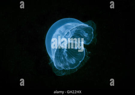 Moon jelly, Common jellyfish or Moon jellyfish (Aurelia aurita) Black Sea