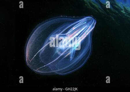 Sea Walnut, American comb jelly, Warty comb jelly or Leidy's comb jelly (Mnemiopsis leidyi) Black Sea Stock Photo