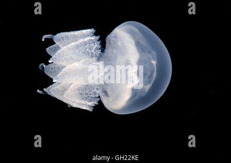 Barrel jellyfish, dustbin-lid jellyfish or frilly-mouthed jellyfish (Rhizostoma pulmo) Black Sea