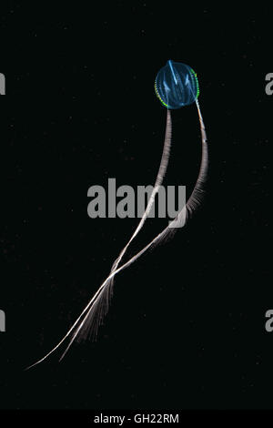 Comb jelly Sea gooseberry or Sea grape (Pleurobrachia pileus) Black sea, Crimea Stock Photo