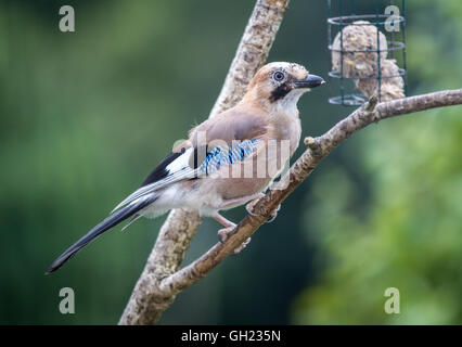 A Jay bird member of the crow family on a wooden stick next to a bird feeder Stock Photo