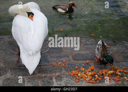 Three birds together: one swan sleeping, one duck swimming and one eating on the shore Stock Photo