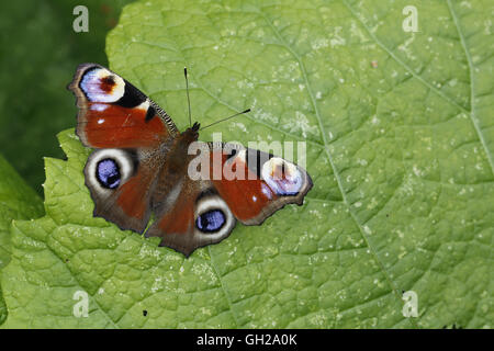 Peacock Butterfly, Aglais (Inachis) io