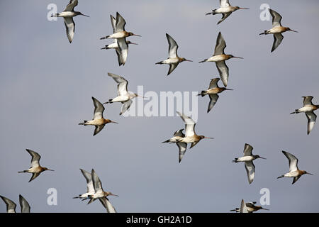 Black-tailed Godwit, Limosa limosa, flock in flight in Fife Stock Photo