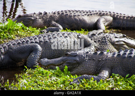 American Alligators sitting along the shoreline of a swamp in Gainesville Florida Stock Photo