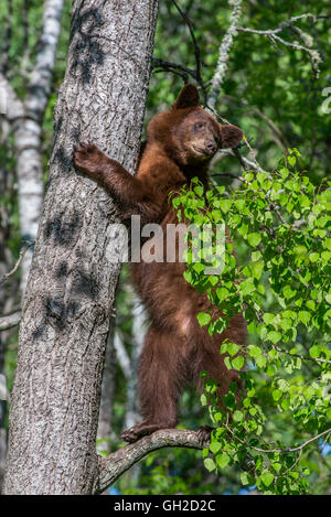 Black bear yearling, cinnamon phase, Urus americanus climbing tree North America Stock Photo