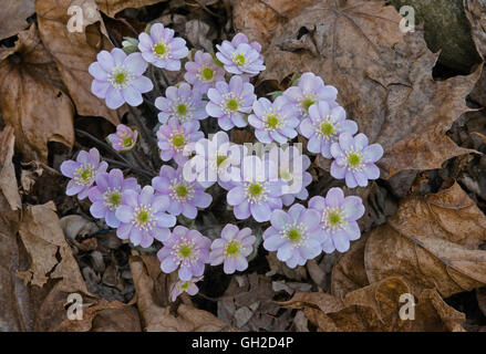 Round-lobed Hepatica (Hepatica americana), early Spring, Eastern Deciduous forest, E USA Stock Photo