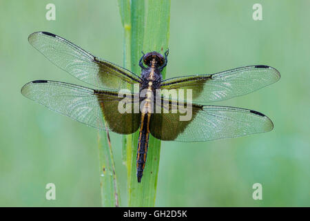 Widow Skimmer dragonfly (Libellula luctuosa), female resting on grass, Eastern USA, by Skip Moody/Dembinsky Photo Assoc Stock Photo