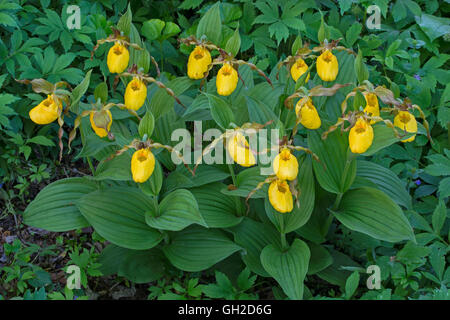 Large Yellow Lady Slipper Orchids (Cypripedium calceolus var. pubescens) Michigan USA Stock Photo