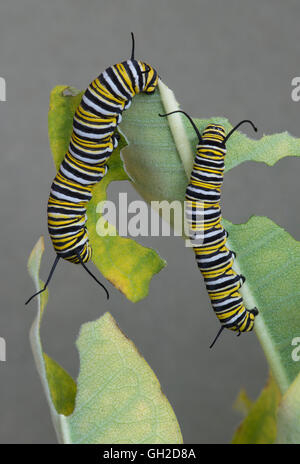 Monarch Butterfly caterpillars Danaus plexippus feeding on Common Milkweed Asclepias syriaca E USA Stock Photo