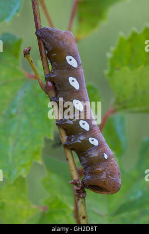 Pandora Sphinx Moth larva (Eumorpha pandorus) feeding on Wild Grape leaves (Vitis species), Eastern USA Stock Photo