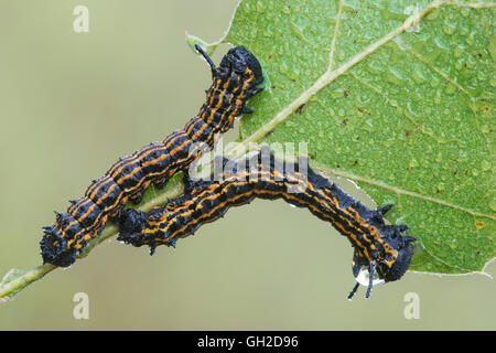 Orange-Striped Oak Worms (Anisota senatoria) feeding on Oak leaf (Quercus sps) Eastern United States Stock Photo