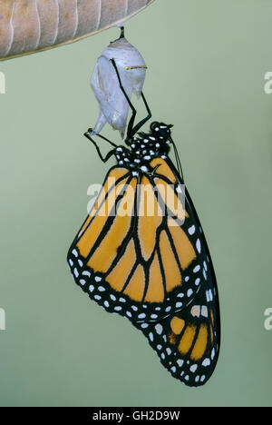 Monarch Butterfly Danaus plexippus adult just emerged from chrysalis & drying Eastern USA