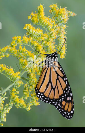 Monarch Butterfly (Danaus plexippus) on Goldenrod (Solidago sps), late Summer, early Fall, E USA, by Skip Moody/Dembinsky Photo Assoc Stock Photo