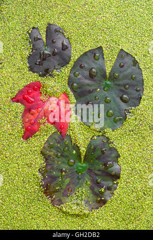 Raindrops on Water Lily pads (Nymphaea odorata) Red Maple Leaf (Acer rubrum) and Duckweed (Lemna sps) E USA Stock Photo