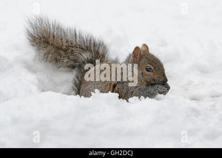 Eastern Gray Squirrel (Sciurus carolinensis) eating stored nuts, after snow storm, Michigan USA Stock Photo