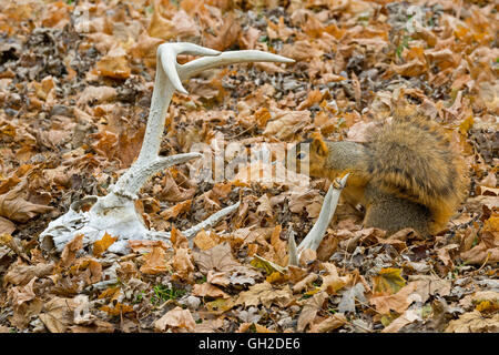 Eastern Fox Squirrel (Sciurus niger) on forest floor, and White-tailed Deer antlers, Autumn, E NA, by Skip Moody/Dembinsky Photo Assoc Stock Photo