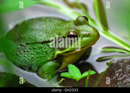 Frog in water close up Stock Photo