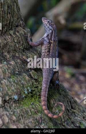 Curlytail Lizard on the base of Palm Tree Stock Photo