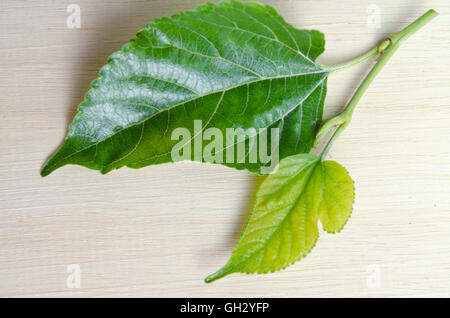 Mulberry (Other names are MORUS ALBA, Moraceae, black mulberry, Chinese mulberry, Morus cathayana) leaf isolated on wood backgro Stock Photo