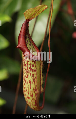 A pitcher plant, Nepenthes sp., from the forests of Borneo. This is probably one of the species in the N. maxima complex. Stock Photo