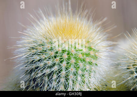 picture of a small cactus Stock Photo